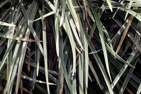 Image of Palm-Grass