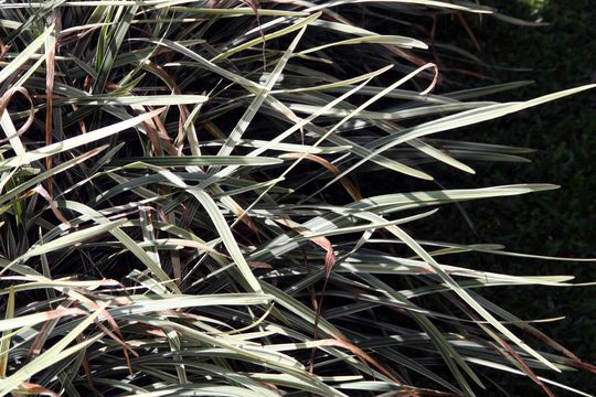 Image of <i>Molineria capitulata</i> (Lour.) Herb.