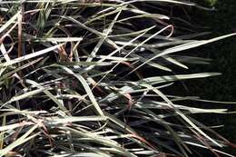 Image of Palm-Grass