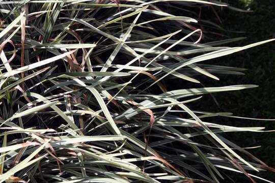 Image of Palm-Grass