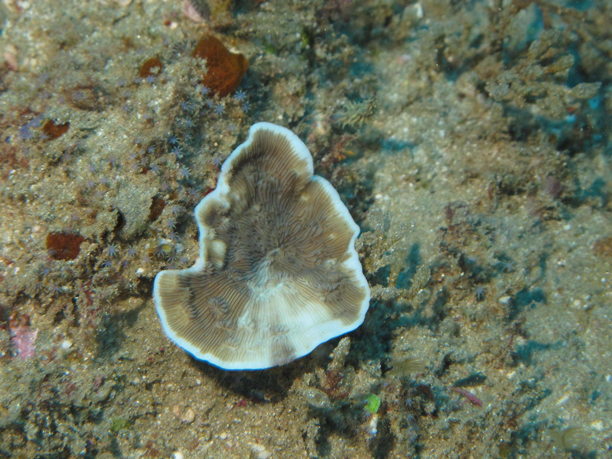 Image of porcelain coral