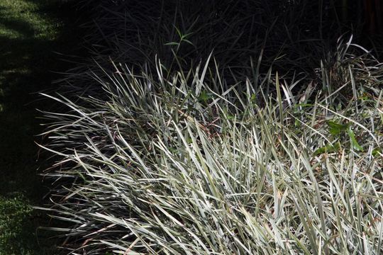 Image of <i>Molineria capitulata</i> (Lour.) Herb.