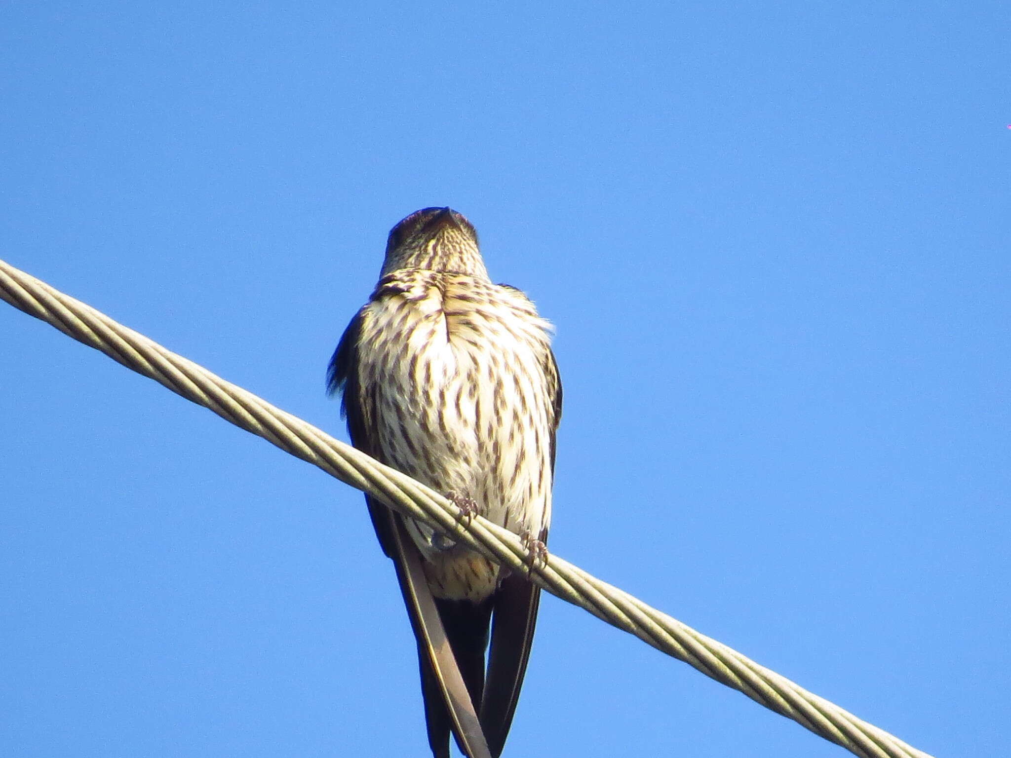 Image of Striated Swallow