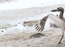 Image of Beach Stone-curlew