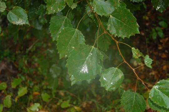 Image of bigtooth aspen