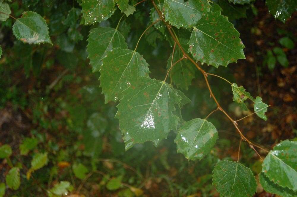 Image of bigtooth aspen