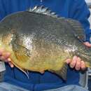 Image of Golden perch