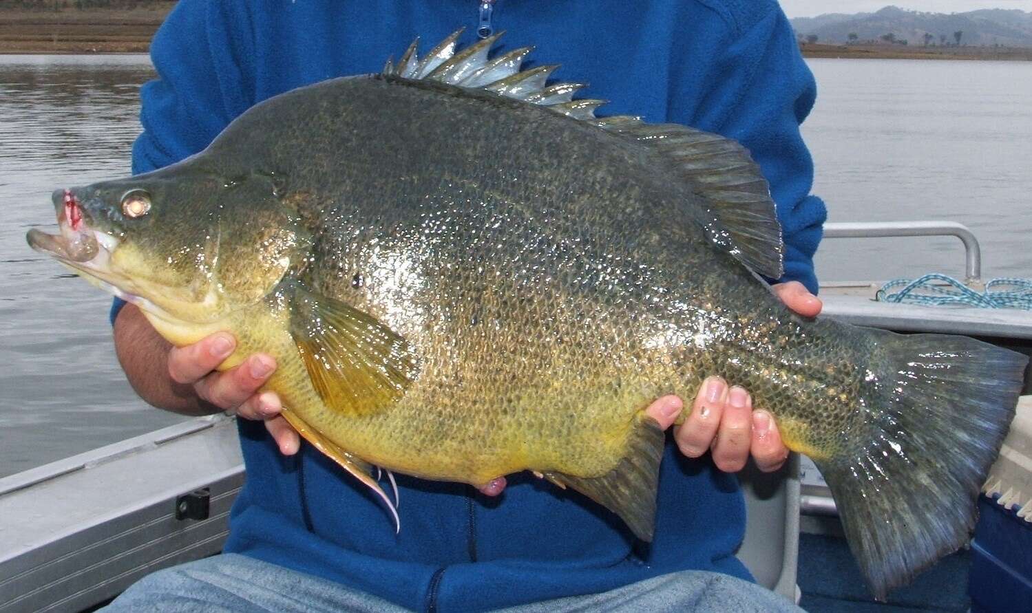 Image of Golden perch
