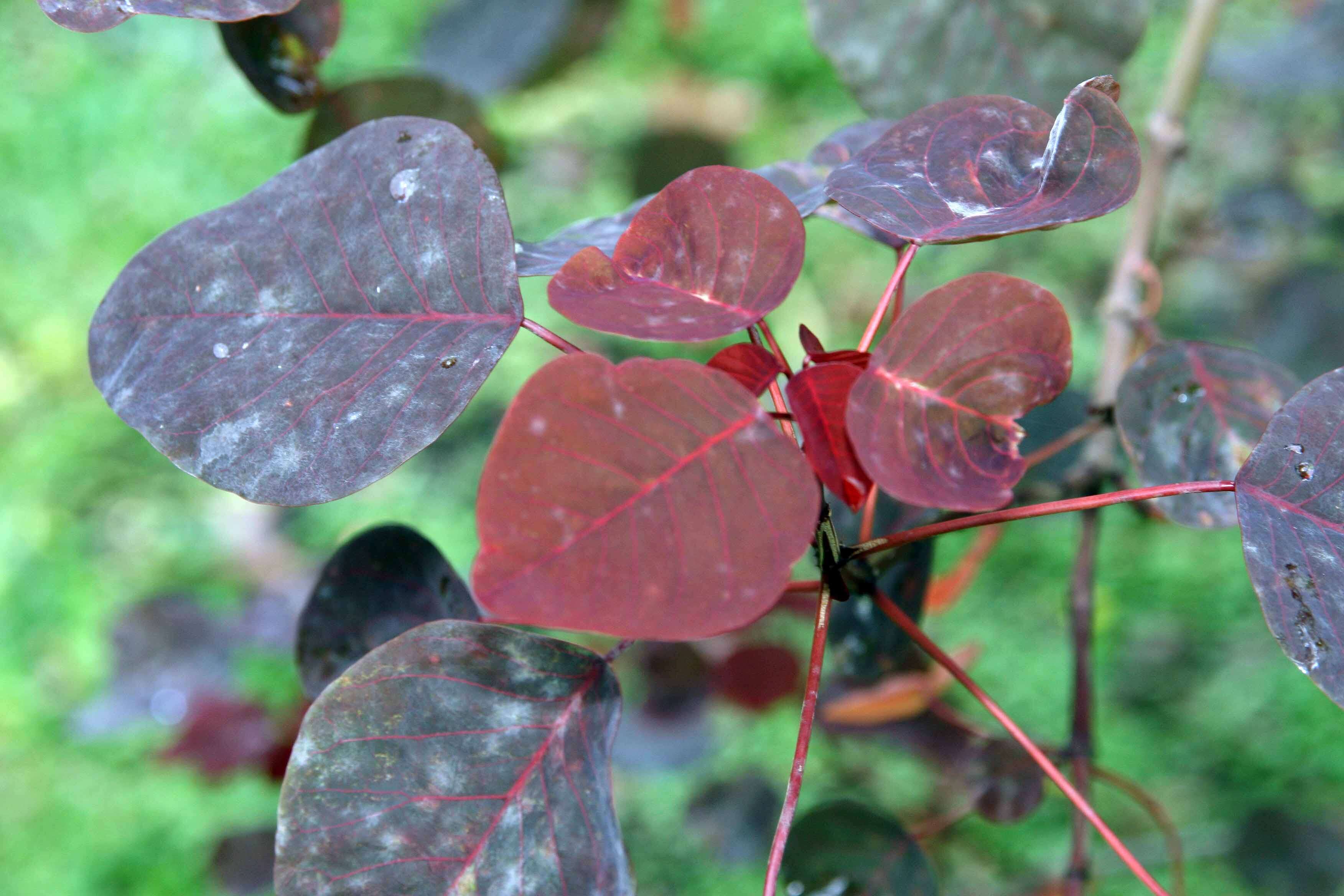 Image of Mexican shrubby spurge