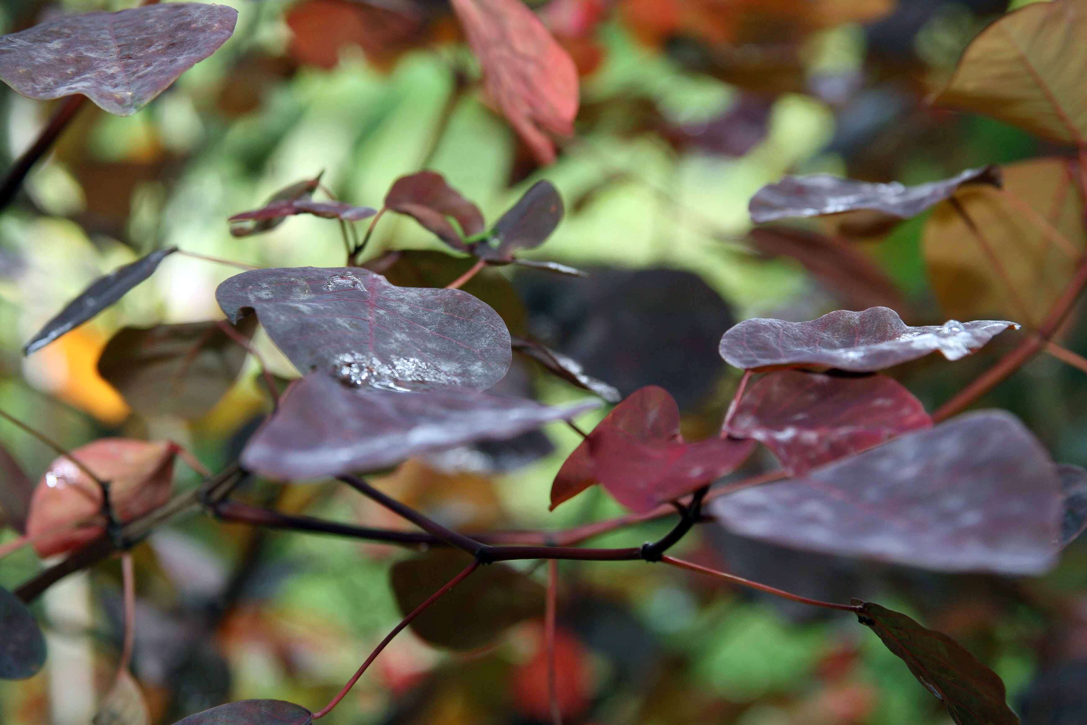 Image of Mexican shrubby spurge