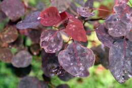 Image of Mexican shrubby spurge