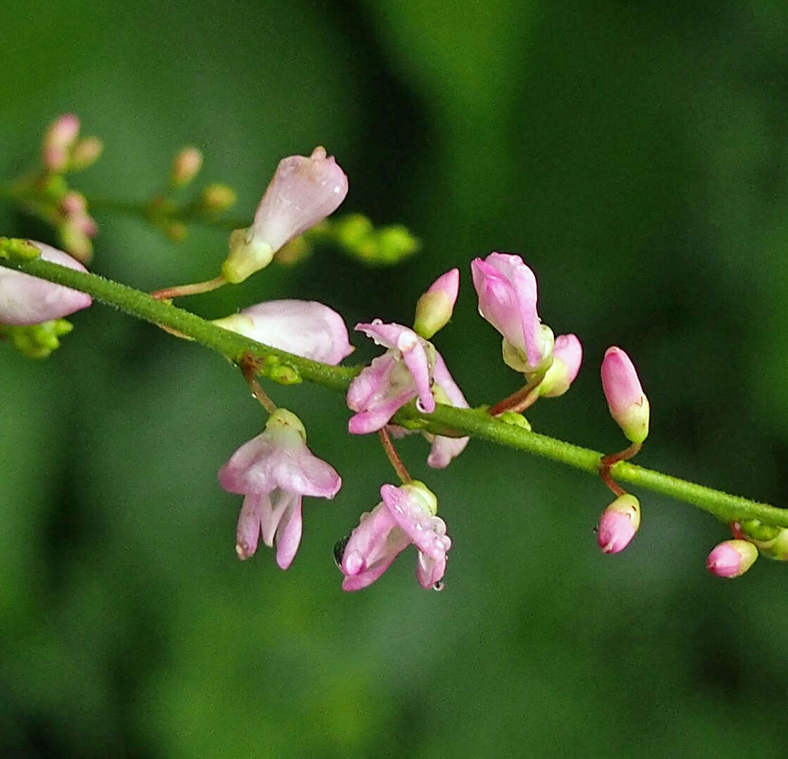 Image of Hylodesmum glutinosum (Muhl. ex Willd.) H. Ohashi & R. R. Mill