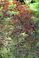 Image of Mexican shrubby spurge