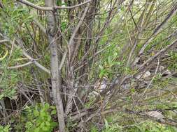 Image of greenleaf willow