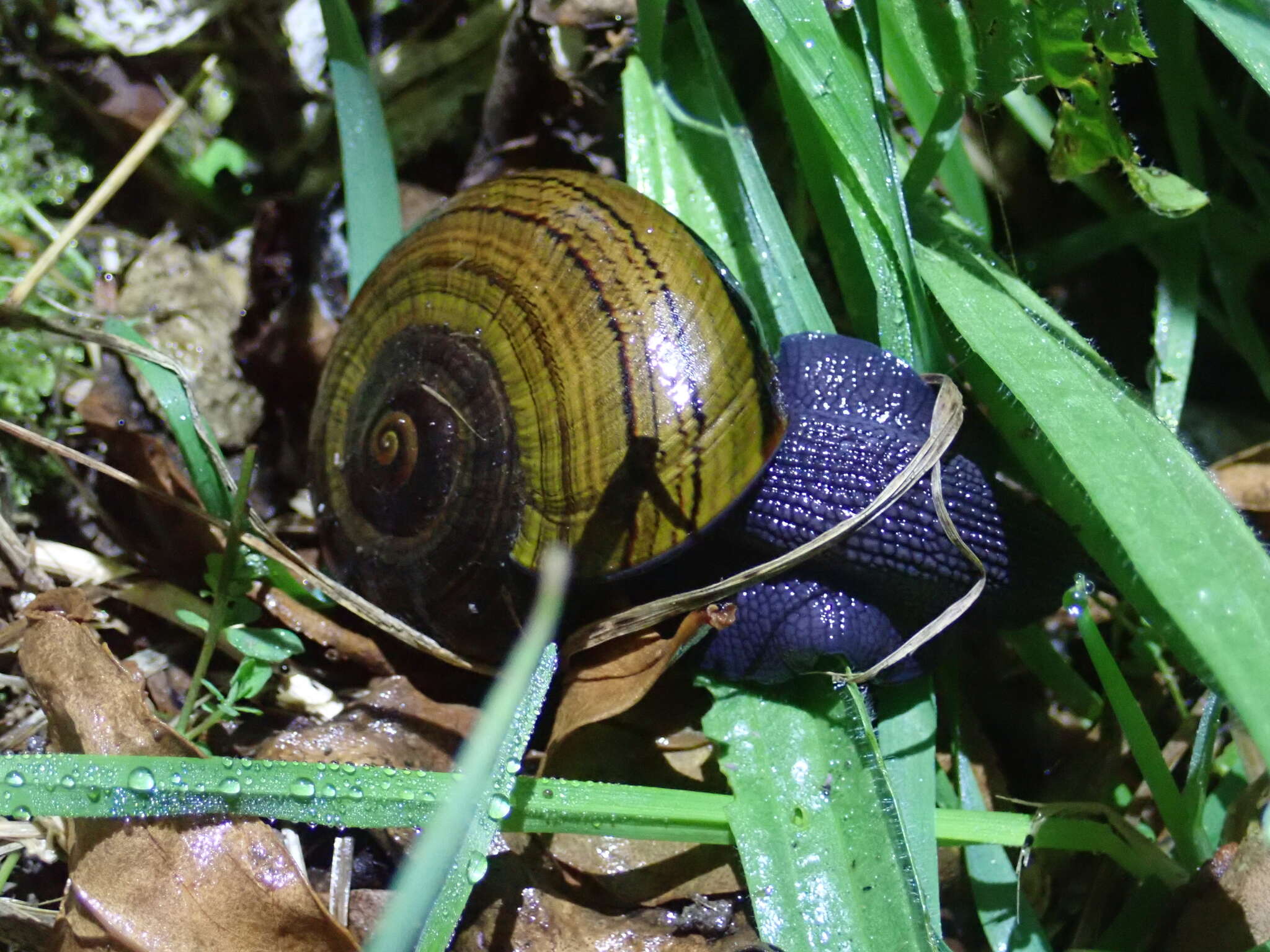 Image de Powelliphanta hochstetteri (L. Pfeiffer 1862)