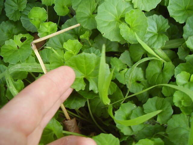 Image of Viola banksii K. R. Thiele & Prober