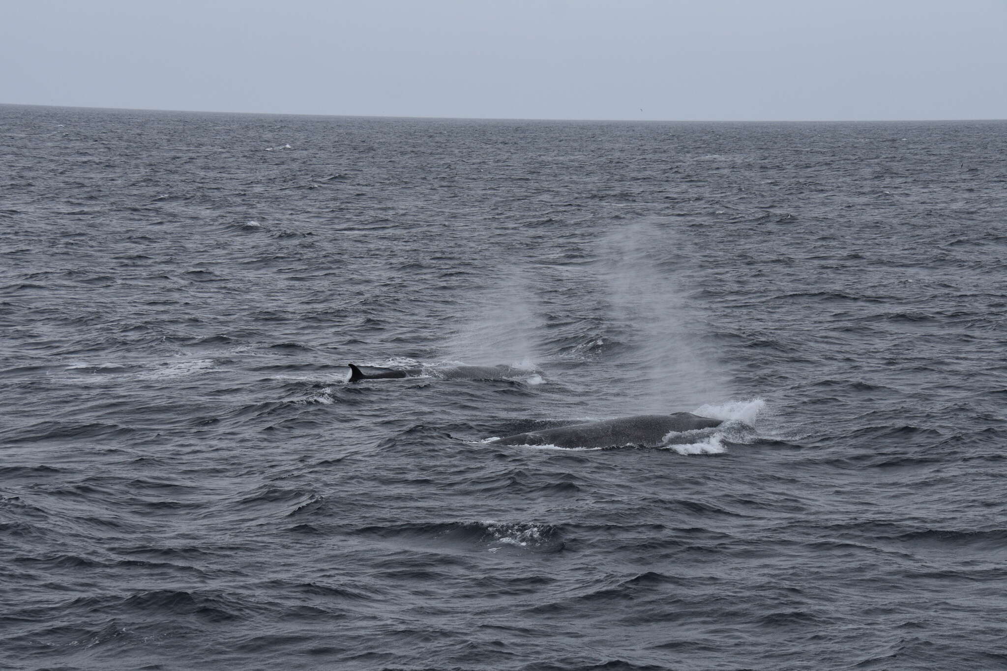 Image of Coalfish Whale