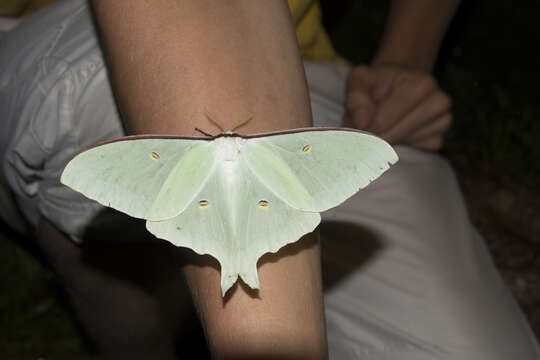 Image of Actias artemis (Bremer & Grey 1853)