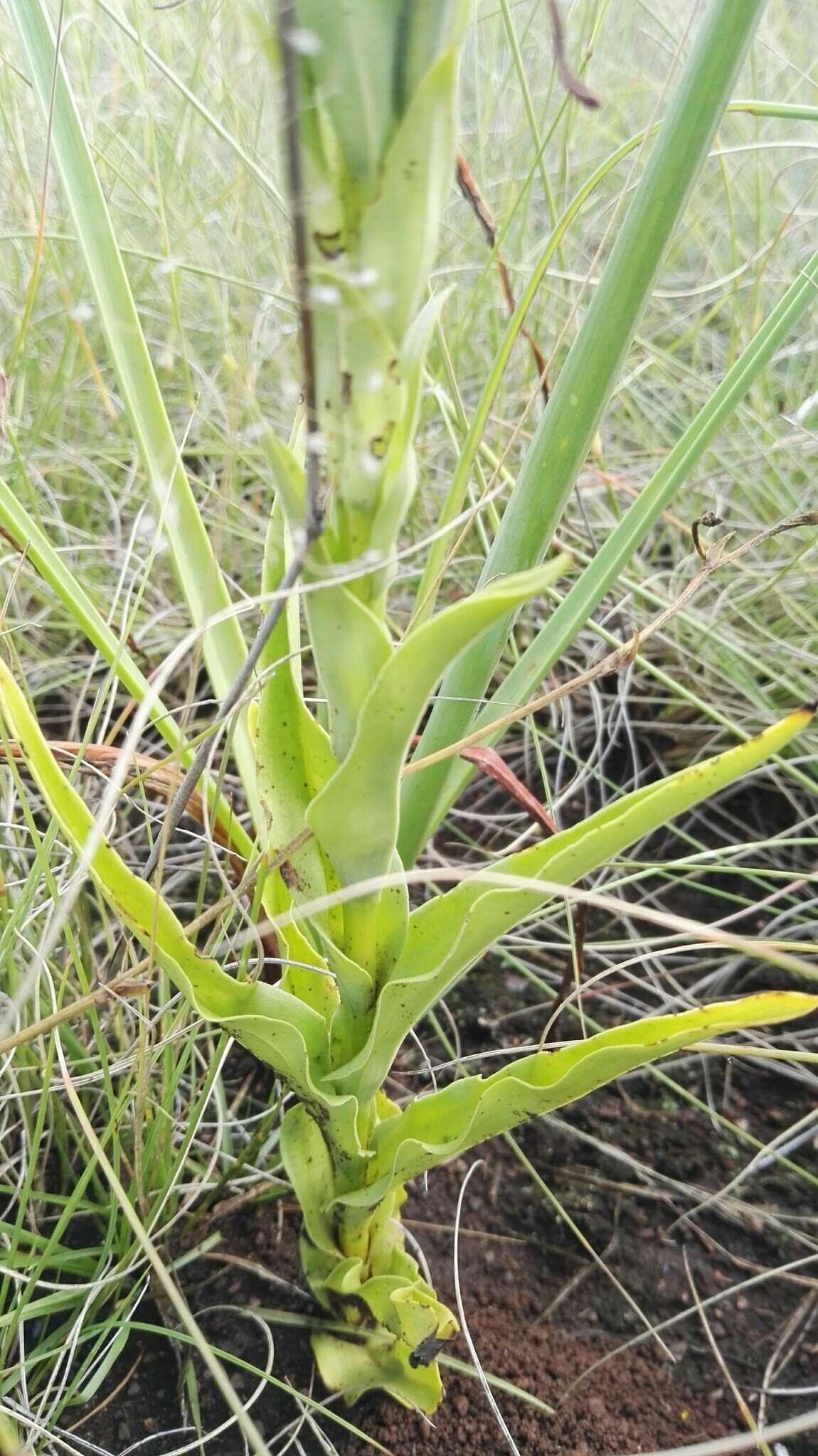 Image of Habenaria epipactidea Rchb. fil.