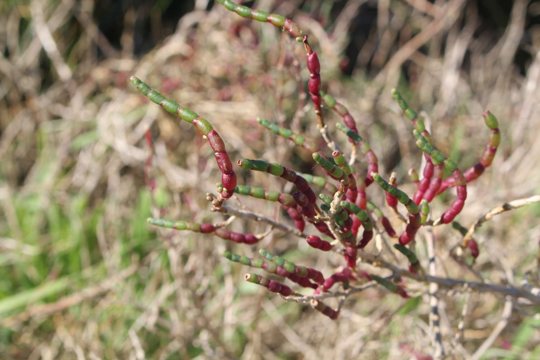 Image of Salicornia neei Lagasca