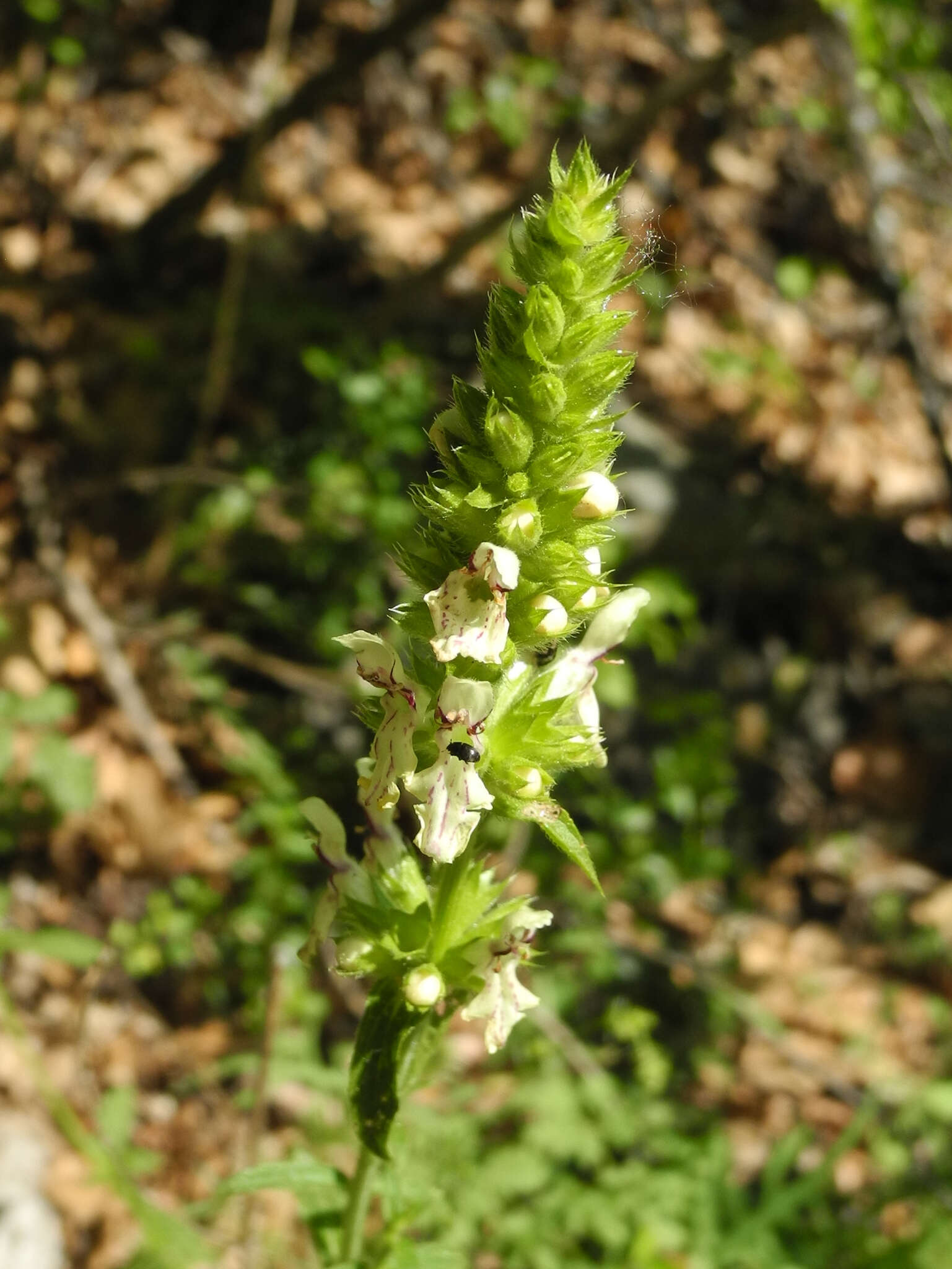 Image of Stachys recta subsp. recta