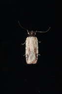 Image de Agonopterix atrodorsella Clemens 1863