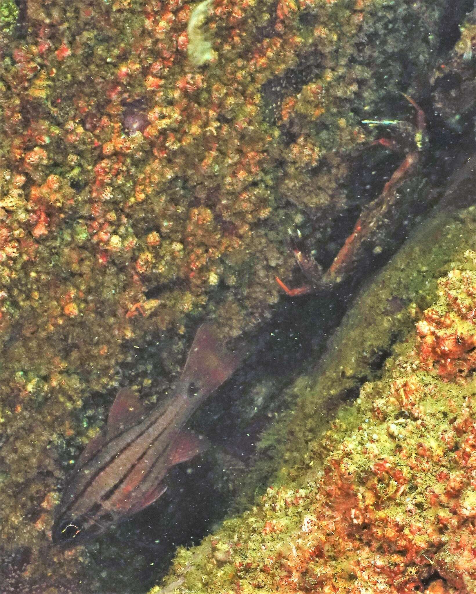 Image of Doederlein&#39;s Cardinalfish