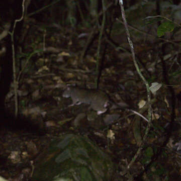 Image of Giant White-tailed Rat