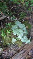 Image of yellow marsh marigold