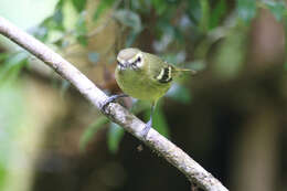 Plancia ëd Vireo carmioli Baird & SF 1866