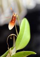 Image of Hairy tongued Restrepia