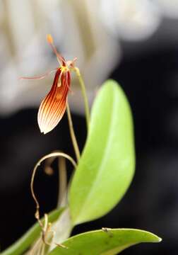 Image de Restrepia trichoglossa F. Lehm. ex Sander