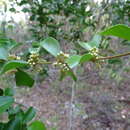 Image of Sideroxylon obtusifolium subsp. buxifolium (Roem. & Schult.) T. D. Penn.