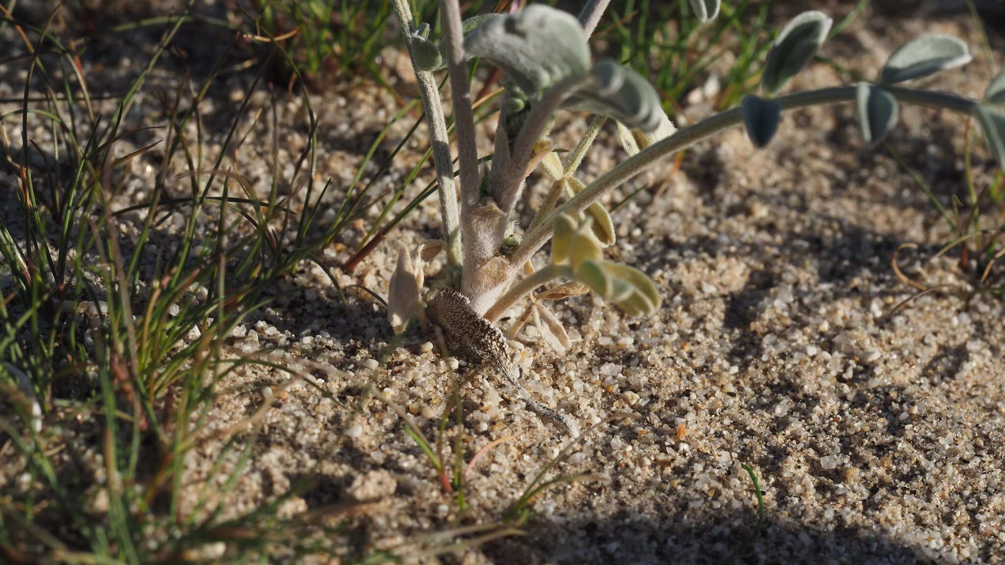 صورة Astragalus aridus A. Gray