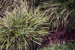 Image of Mondo Grass