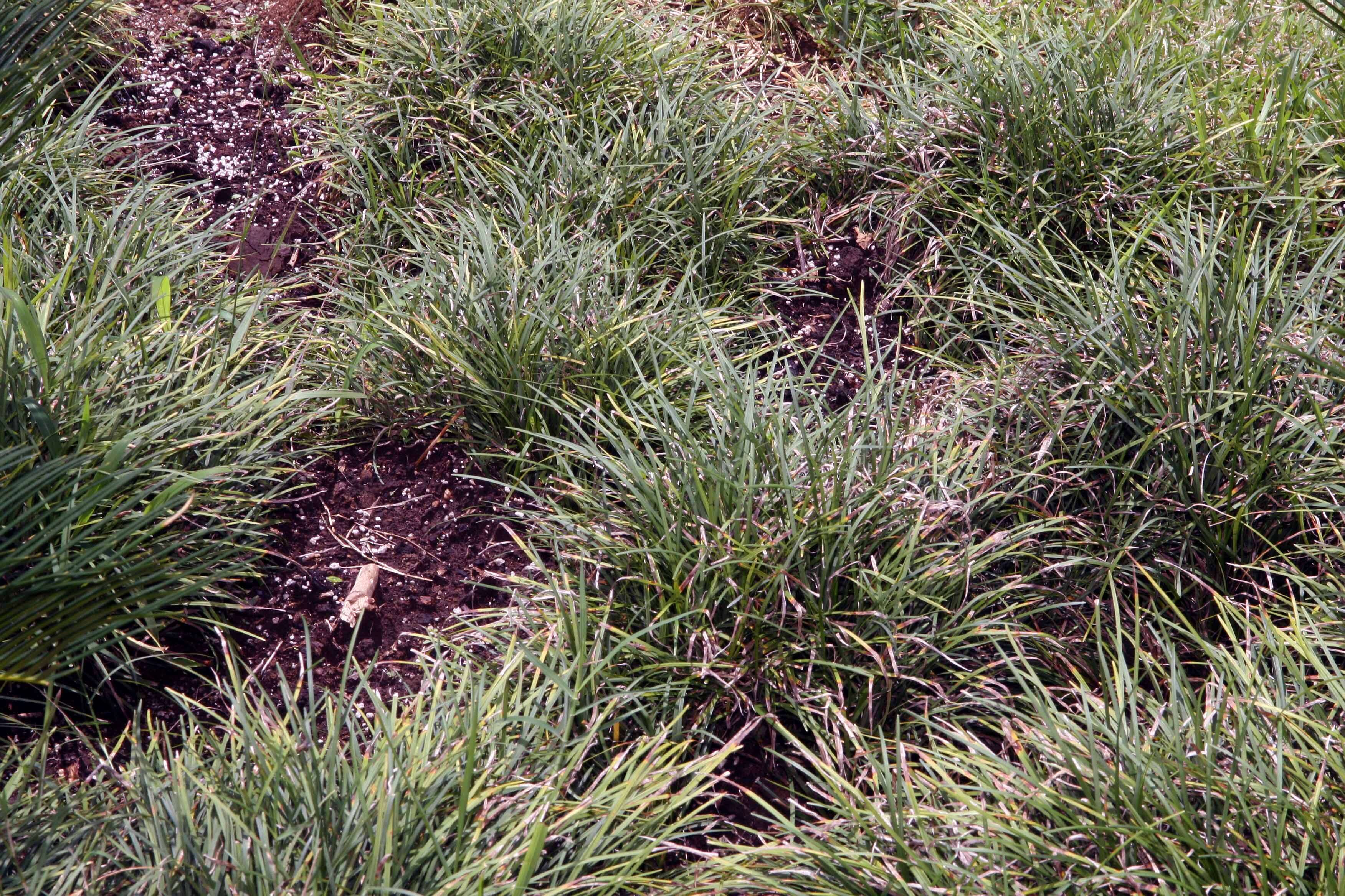 Image of Mondo Grass