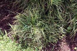 Image of Mondo Grass