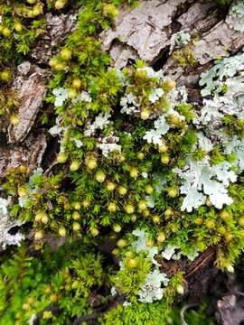 Image of orthotrichum moss