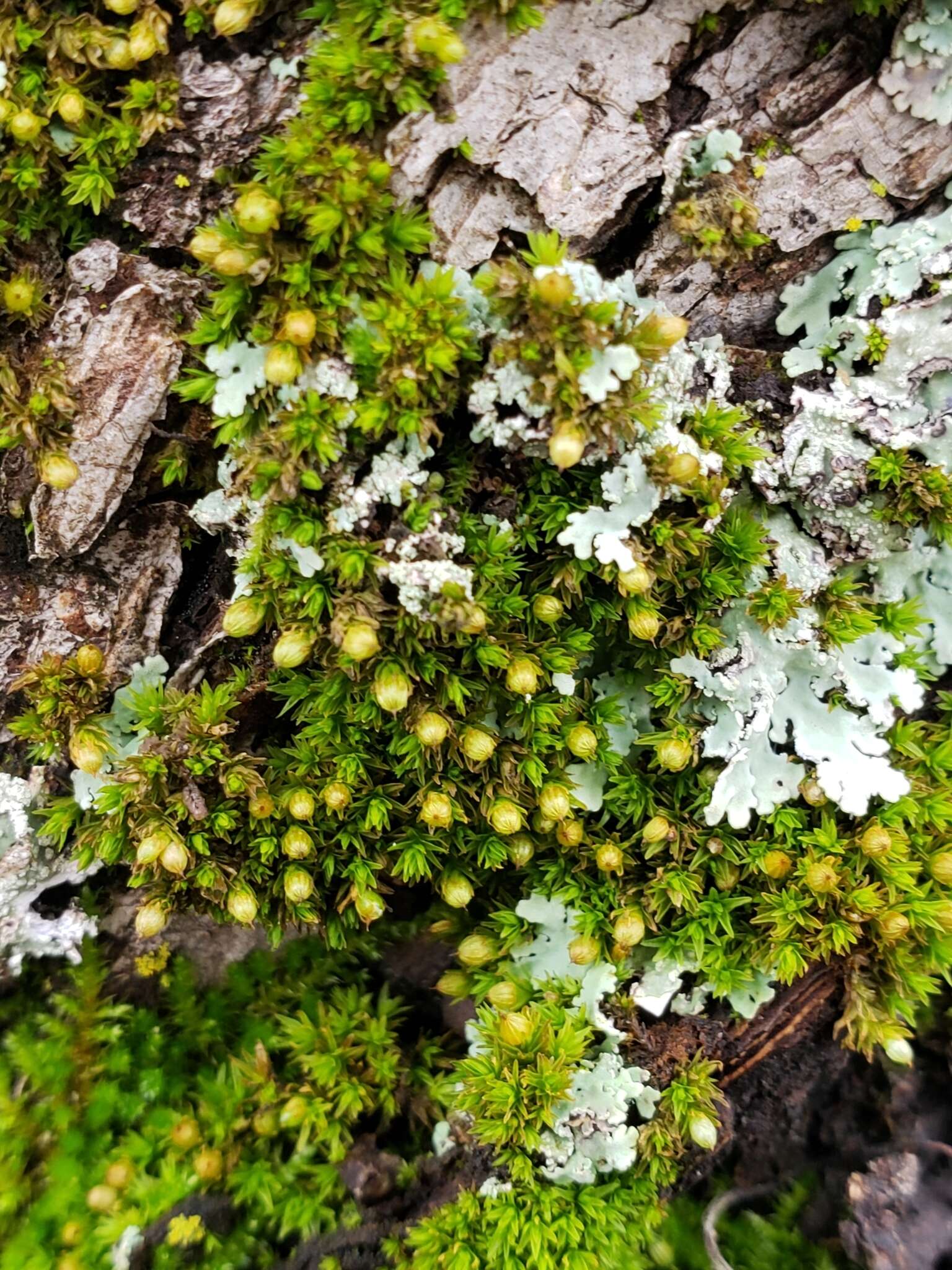 Image of orthotrichum moss