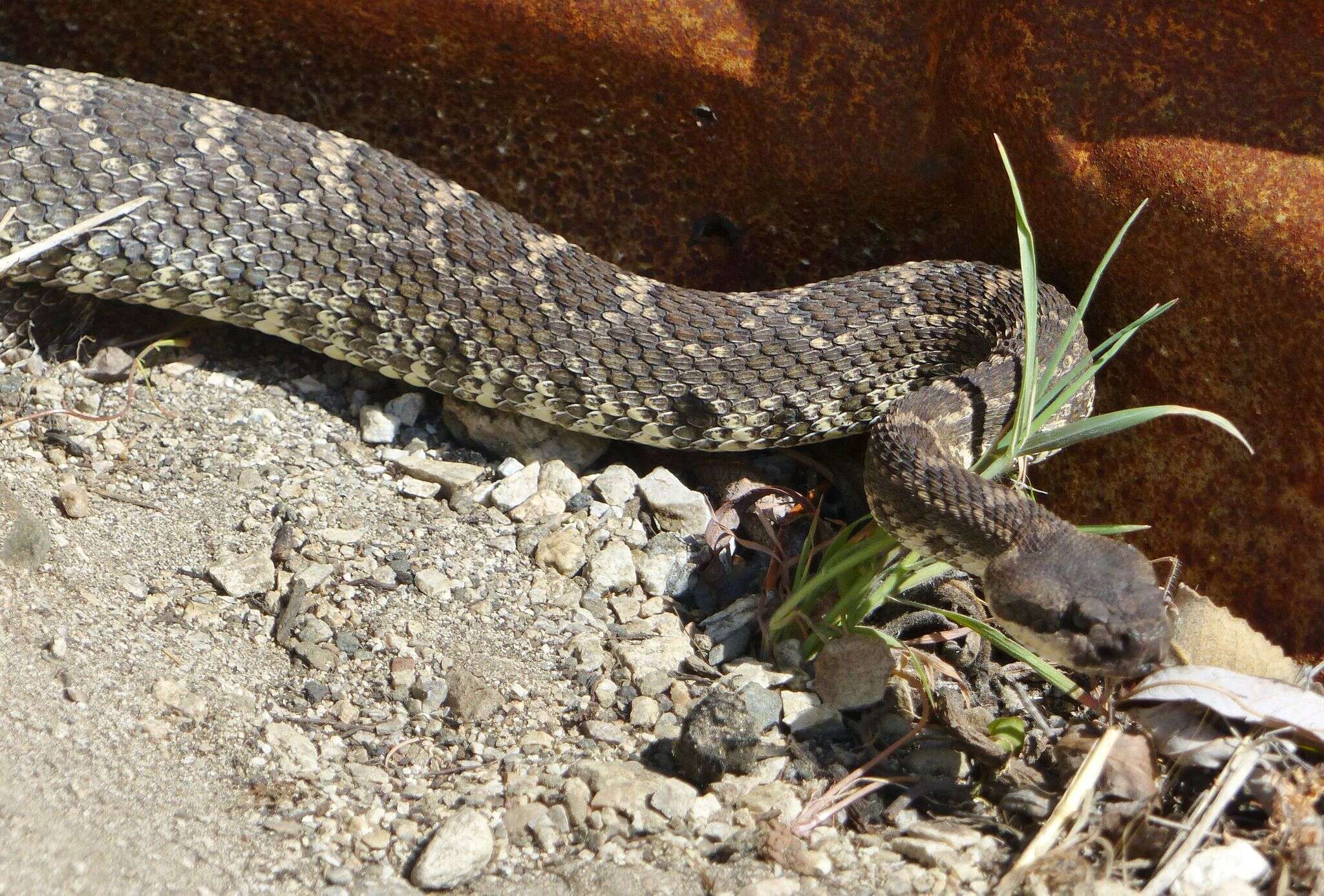 Crotalus oreganus helleri Meek 1905 resmi