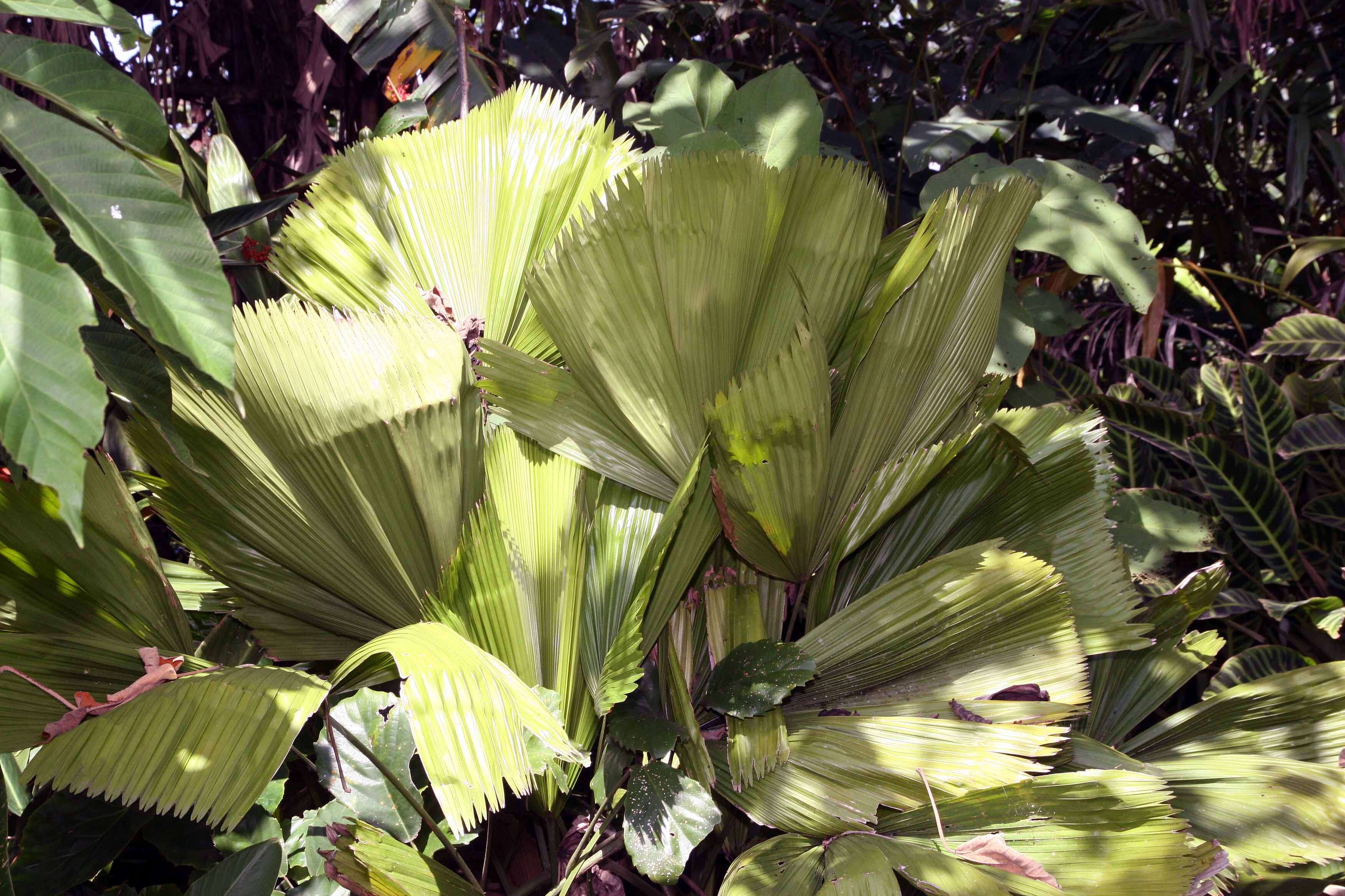 Image of Grosse Licuala Palm