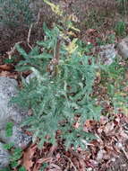 Image of Echinops bannaticus Rochel ex Schrad.