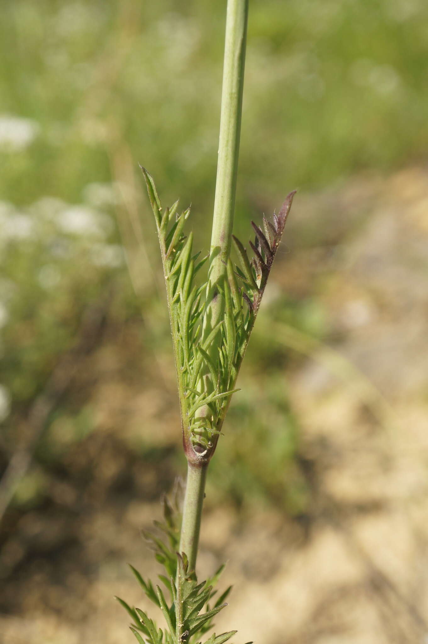 Imagem de Scabiosa praemontana Privalova