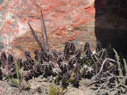 Plancia ëd Ceropegia guttata subsp. reticulata (Masson) Bruyns