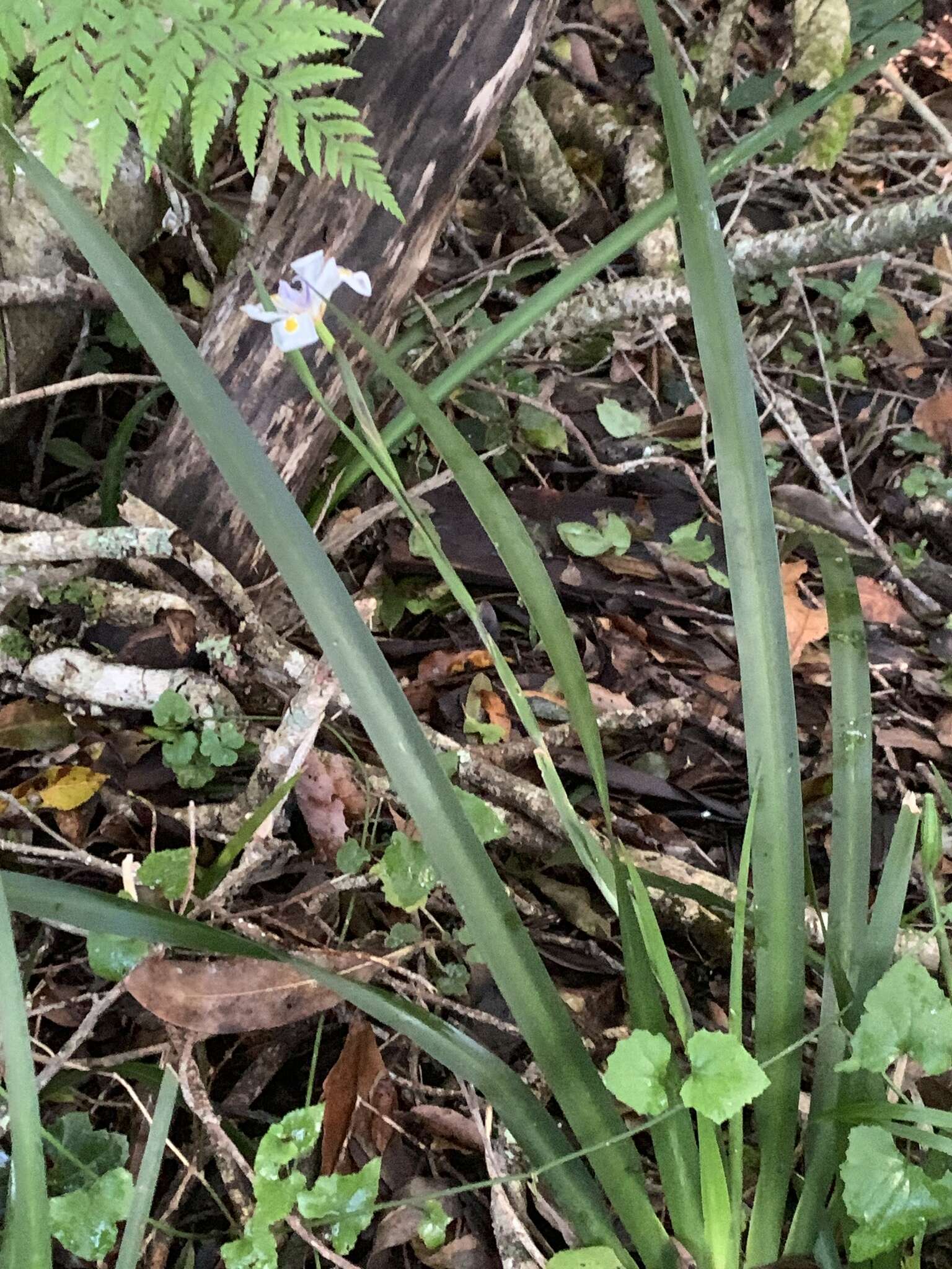 Image of Dietes iridioides subsp. iridioides