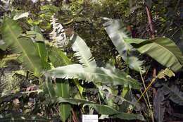 Plancia ëd Heliconia latispatha Benth.