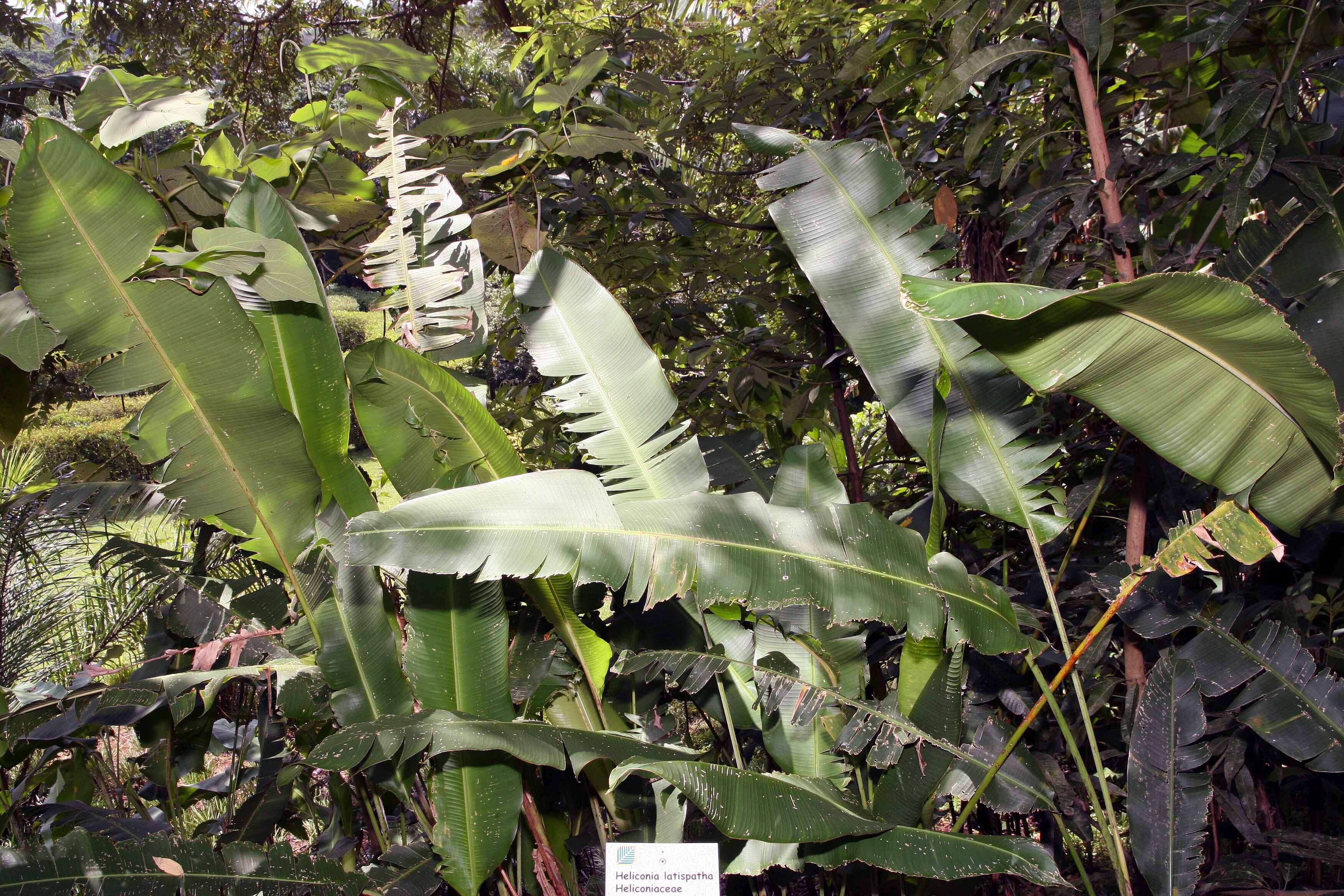 Plancia ëd Heliconia latispatha Benth.