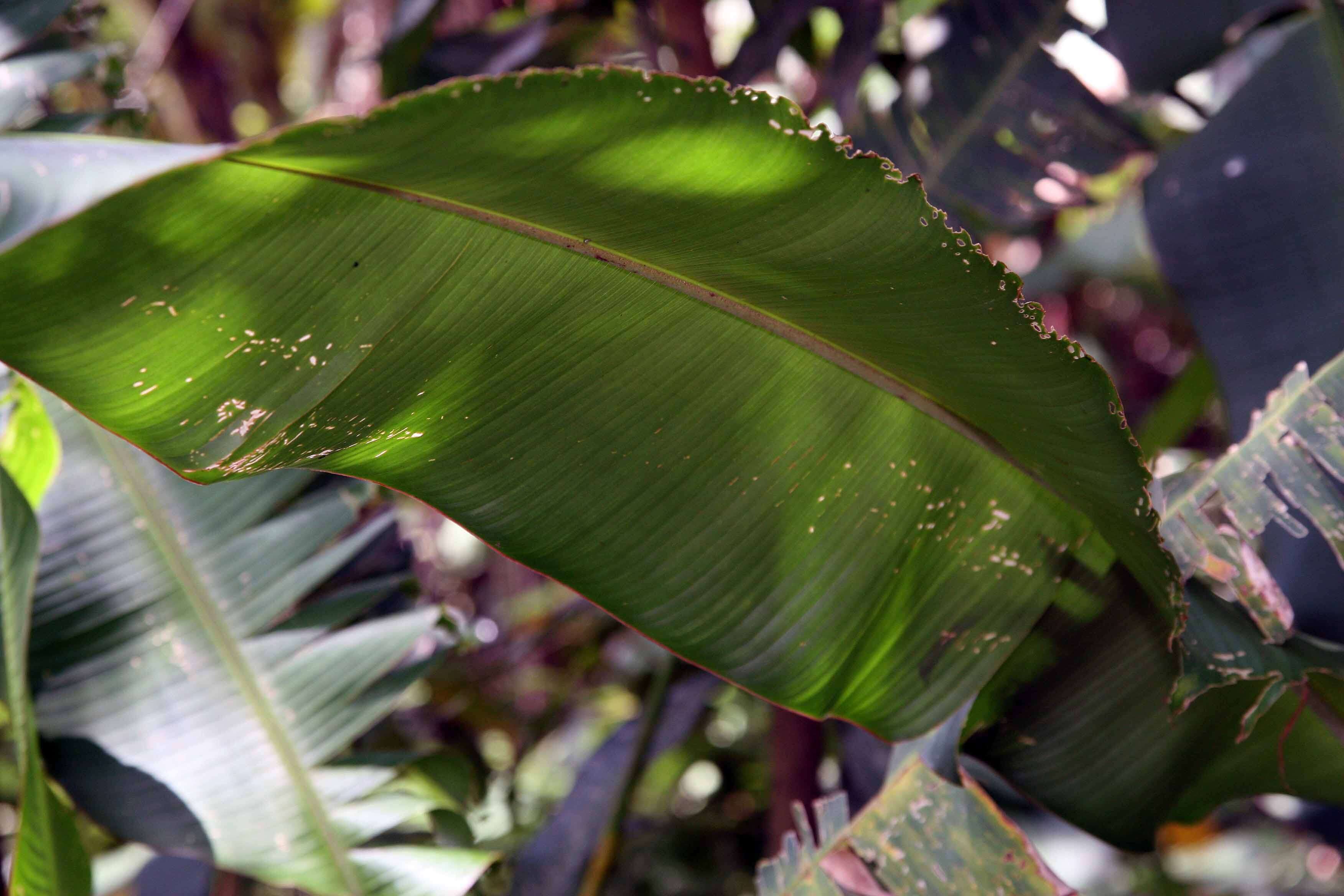 صورة Heliconia latispatha Benth.