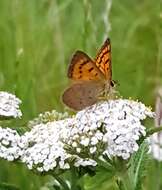 Image de Lycaena rauparaha (Fereday 1877)