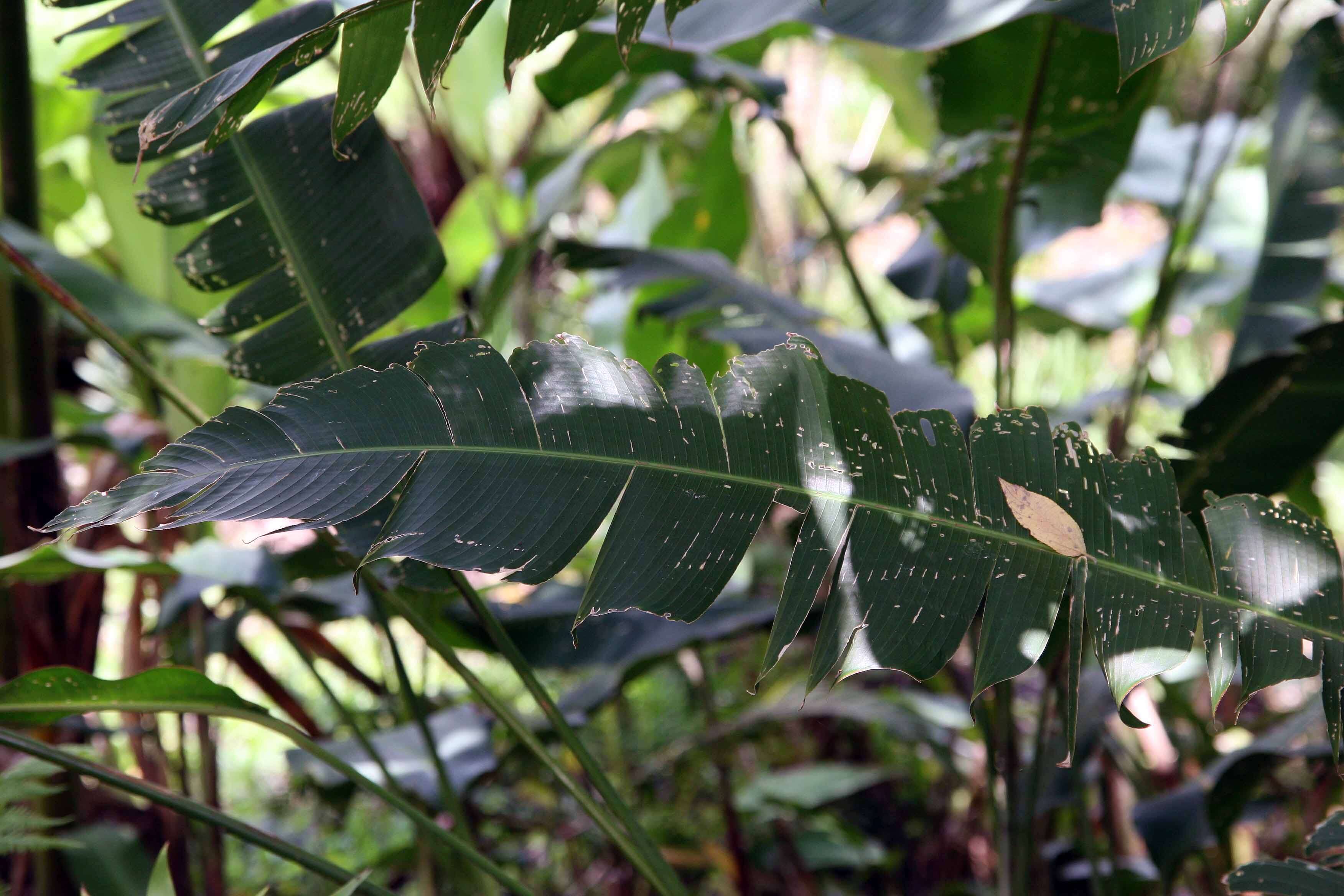 Plancia ëd Heliconia latispatha Benth.